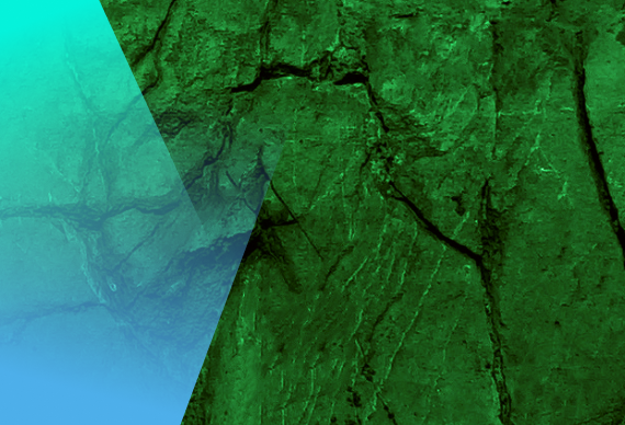 Optimizing a Life Sciences Organization’s Data Strategy for Rare Disease